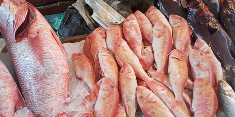 أسعار السمك والجمبري اليوم في الأسواق المصرية – الثلاثاء 20 مايو 2025 1 أسعار السمك والجمبري اليوم في الأسواق المصرية – الثلاثاء 20 مايو 2025