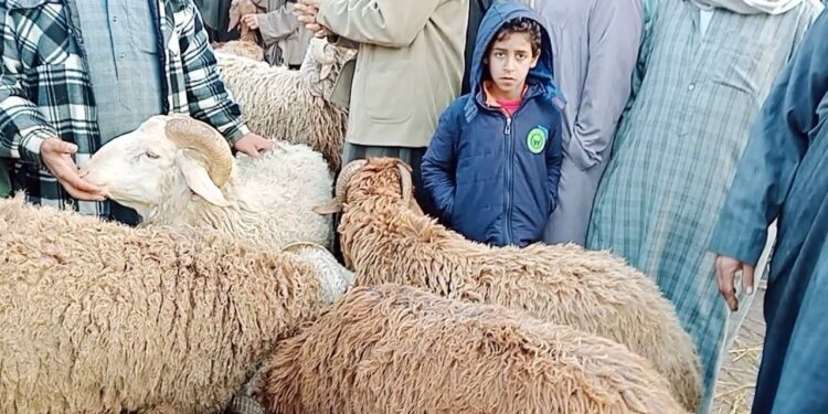 أسعار الأضاحي في مصر لعام 2025 العجول والخراف بأسعار متفاوتة حسب الوزن والنوع