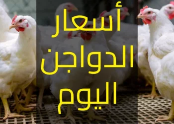 أسعار الفراخ البيضاء والدواجن والبيض في السوق المصري الثلاثاء 27 مايو 2025