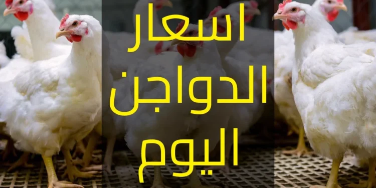 أسعار الفراخ البيضاء والدواجن والبيض في السوق المصري الثلاثاء 27 مايو 2025