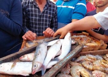 أسعار الأسماك والجمبري اليوم الإثنين 12 مايو 2025 في الأسواق المحلية