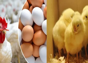 سعر الفراخ البيضاء وأسعار البيض اليوم الأربعاء 28-5-2025