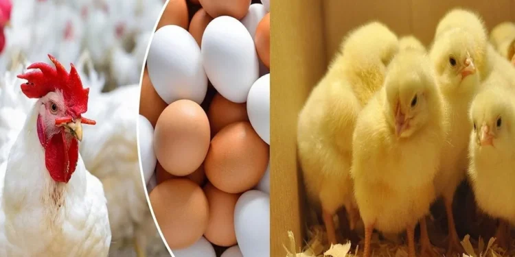 سعر الفراخ البيضاء وأسعار البيض اليوم الأربعاء 28-5-2025 1 سعر الفراخ البيضاء وأسعار البيض اليوم الأربعاء 28-5-2025