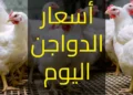 سعر الفراخ البيضاء والبيض اليوم في الأسواق المصرية