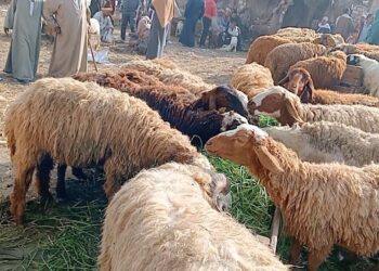 سعر الأضاحي والخرفان قائم اليوم في الأسواق المصرية – الأربعاء 7 مايو 2025