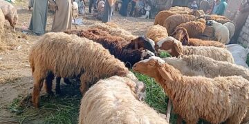 سعر الأضاحي والخرفان قائم اليوم في الأسواق المصرية – الأربعاء 7 مايو 2025