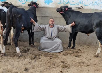 الأسعار الرسمية للأضاحي تعرف على سعر الخروف والكيلو الحي