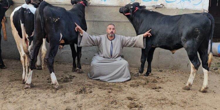 الأسعار الرسمية للأضاحي تعرف على سعر الخروف والكيلو الحي 1 الأسعار الرسمية للأضاحي تعرف على سعر الخروف والكيلو الحي