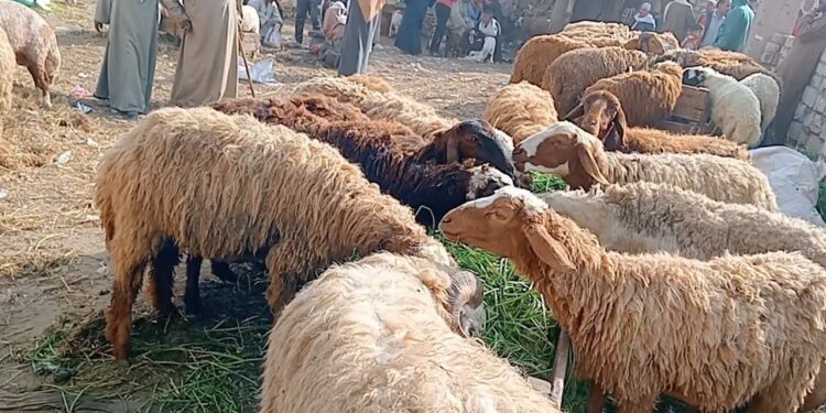 سعر الأضاحي والخرفان قائم اليوم في الأسواق المصرية – الأربعاء 7 مايو 2025 1 سعر الأضاحي والخرفان قائم اليوم في الأسواق المصرية – الأربعاء 7 مايو 2025