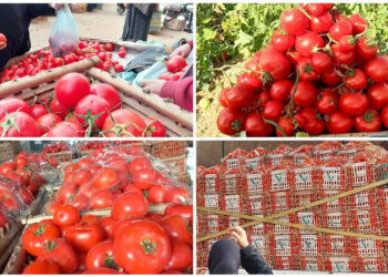 أسعار محاصيل الخضار والفاكهة في أسواق الدقهلية 19-5-2025