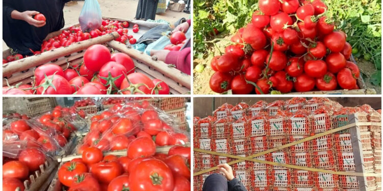 أسعار محاصيل الخضار والفاكهة في أسواق الدقهلية 19-5-2025