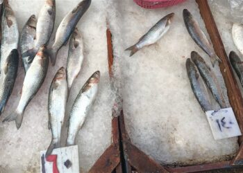أسعار الأسماك الطازجة اليوم الثلاثاء في مصر.. البلطي والجمبري أبرز الأنواع