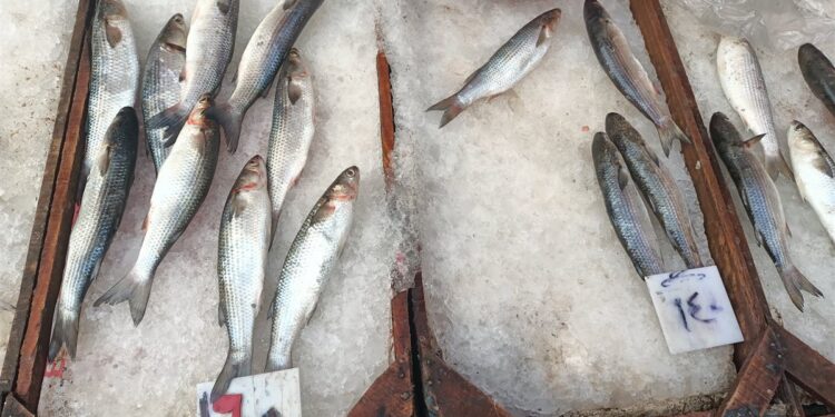 أسعار الأسماك الطازجة اليوم الثلاثاء في مصر.. البلطي والجمبري أبرز الأنواع