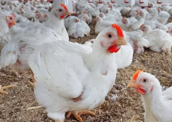 أسعار الفراخ والبيض اليوم الأربعاء 25 يونيو.. الدواجن البلدي بـ130 جنيهًا للكيلو