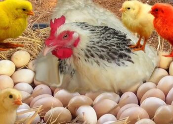 أسعار الدواجن والبيض اليوم الثلاثاء مؤشرات جديدة في الأسواق المصرية