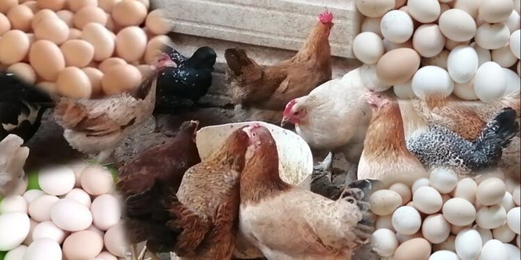 أسعار كرتونة البيض في منافذ البيع اليوم السبت 1 أسعار كرتونة البيض في منافذ البيع اليوم السبت