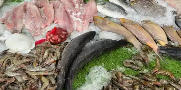 سعر كيلو السمك اليوم في الأسواق تحديث الثلاثاء 17 يونيو 2025 1 سعر كيلو السمك اليوم في الأسواق تحديث الثلاثاء 17 يونيو 2025