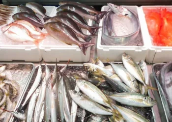 أسعار المأكولات البحرية اليوم السبت 14 يونيو 2025 في الأسواق