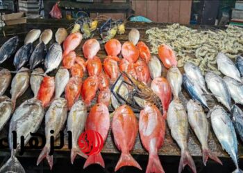 أسعار الأسماك والجمبري الجمعة 27 يونيو 2025.. البلطي والبوري والجمبري تحت المجهر