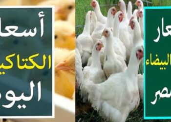 أسعار الفراخ والبيض اليوم الخميس 19 يونيو 2025