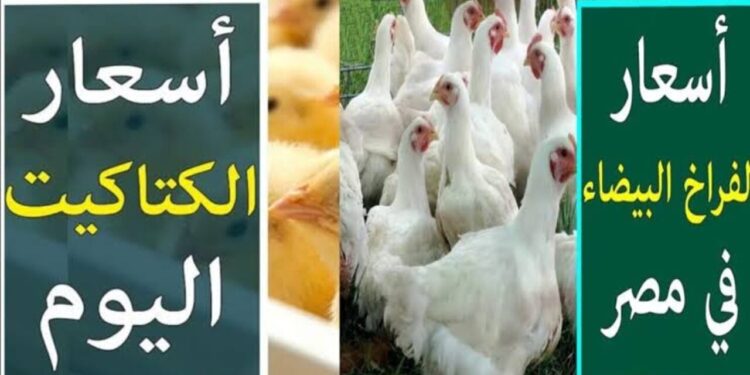 أسعار الفراخ والبيض اليوم الخميس 19 يونيو 2025 1 أسعار الفراخ والبيض اليوم الخميس 19 يونيو 2025