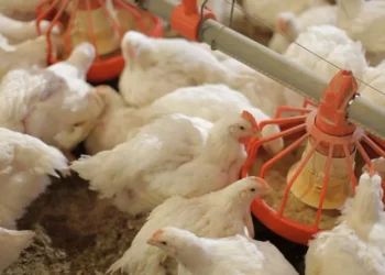 أسعار الفراخ البيضاء اليوم الإثنين في السوق وبورصة الدواجن – 30 يونيو 2025