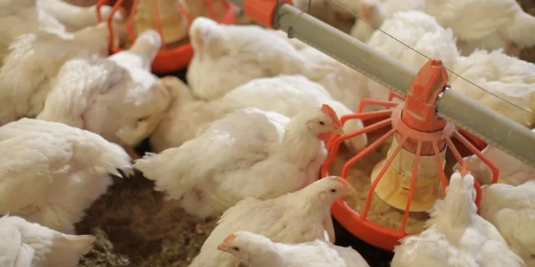 أسعار الفراخ البيضاء اليوم الإثنين في السوق وبورصة الدواجن – 30 يونيو 2025