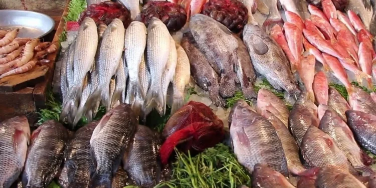 أسعار الأسماك اليوم البلطي والبوري والجمبري في أحدث تقرير