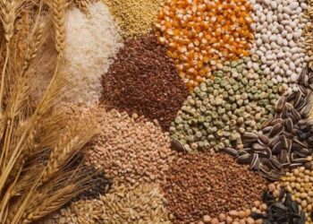 أسعار القمح والذرة والفول اليوم السبت 21 يونيو 2025 في السوق المحلي