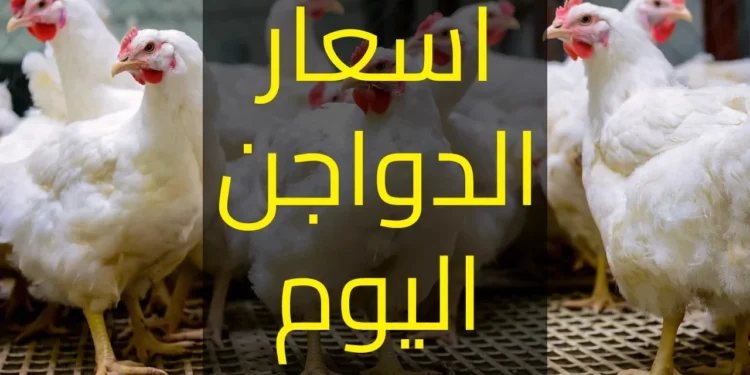 أسعار الدواجن والبيض اليوم الإثنين 16 يونيو 2025 1 أسعار الدواجن والبيض اليوم الإثنين 16 يونيو 2025