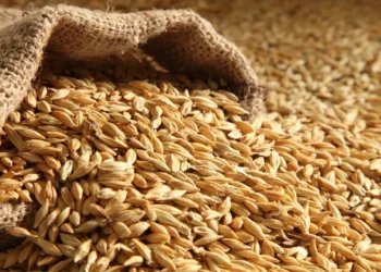 أسعار الأرز الشعير بأنواعه في مصر اليوم الأربعاء 18 يونيو 2025