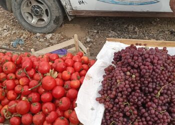 سوق العبور اليوم وأسعار الخضروات ليوم السبت 14 يونيو 2025