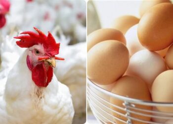 أسعار الدواجن تواصل الهبوط مفاجآت في أسعار البيض والفراخ اليوم الإثنين 14 يوليو 2025