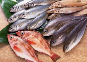 أسعار الأسماك اليوم السبت 19 يوليو 2025 والجمبري يلامس 400 جنيه