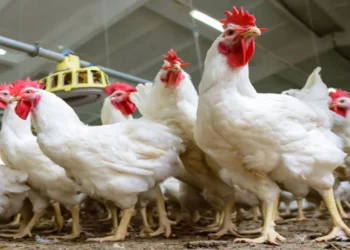 أسعار الفراخ والبيض اليوم الثلاثاء الفراخ البيضا تسجل مستوى جديد