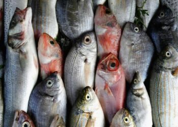 أسعار الأسماك الطازجة في الأسواق المصرية اليوم الخميس 17 يوليو