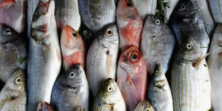 أسعار الأسماك الطازجة في الأسواق المصرية اليوم الخميس 17 يوليو