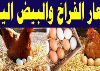 أسعار الفراخ والبيض اليوم الأحد 13 يوليو 2025.. والبط الفرنساوي بـ 75 جنيهًا