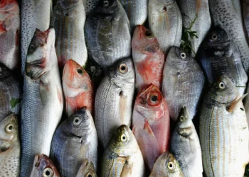 سعر البلطي يسجل 82 جنيهًا.. إليك أسعار الأسماك اليوم السبت 26 يوليو 2025