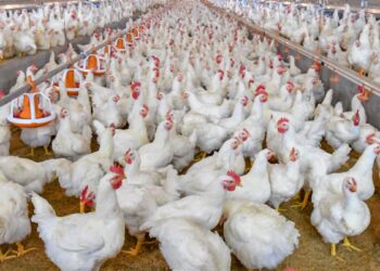 أسعار الفراخ والبيض اليوم الأربعاء 30 يوليو بعد موجة الزيادة الأخيرة