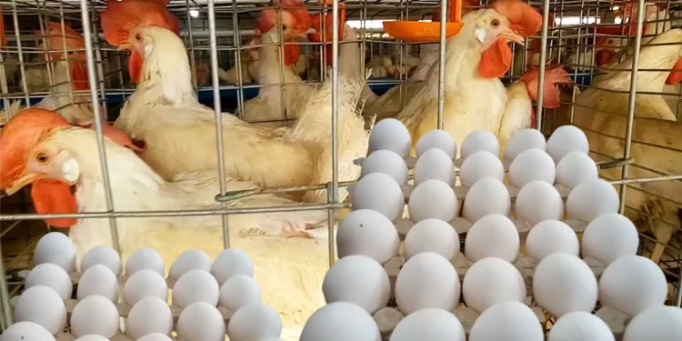 أسعار الدواجن اليوم الأربعاء 23 يوليو 2025.. البيض الأبيض يتصدر المشهد
