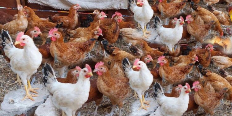 أسعار الدواجن والبيض تواصل التوازن في الأسواق اليوم الأحد 20 يوليو 2025