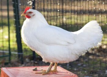 أسعار الفراخ البيضاء والبيض اليوم الإثنين 11-8-2025.. الساسو يتراجع