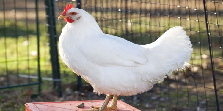 أسعار الفراخ البيضاء والبيض اليوم الإثنين 11-8-2025.. الساسو يتراجع 1 أسعار الفراخ البيضاء والبيض اليوم الإثنين 11-8-2025.. الساسو يتراجع