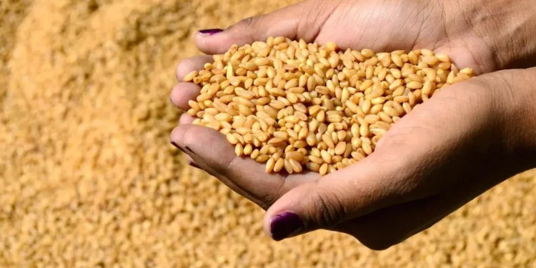 أسعار الحبوب اليوم سعر طن الأرز الشعير في الأسواق 6 أغسطس 2025 1 أسعار الحبوب اليوم سعر طن الأرز الشعير في الأسواق 6 أغسطس 2025