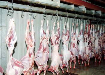 سعر الكندوز اليوم تحديث أسعار اللحوم الثلاثاء 5 أغسطس