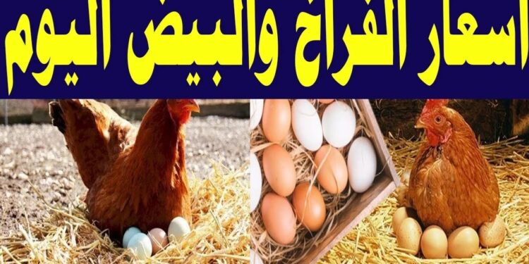 أسعار الدواجن والبيض في مصر اليوم الإثنين 4 أغسطس 2025 1 أسعار الدواجن والبيض في مصر اليوم الإثنين 4 أغسطس 2025