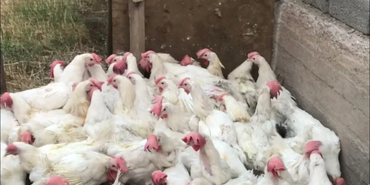 سعر الفراخ البيضاء اليوم في مصر الأربعاء 6 أغسطس السوق يشهد استقرارًا نسبيًا