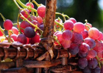 سعر العنب وأسعار الفاكهة والخضار في مصر اليوم الأربعاء 27 أغسطس 2025