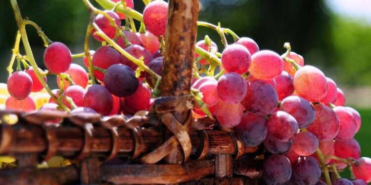 سعر العنب وأسعار الفاكهة والخضار في مصر اليوم الأربعاء 27 أغسطس 2025